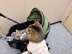 -安安宠医·臻爱宠物医院·宠保定点(营门口路分院)