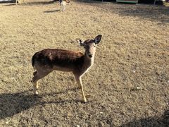 -苏州太湖西山岛开心农场
