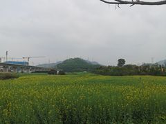 -光明小镇欢乐田园