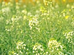 -中国天府农业博览园