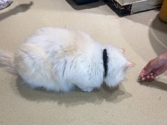 -藏猫猫咖啡主题馆(中央大道店)