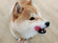-南京Hallo宠物乐园·哈罗犬舍·柴犬繁育基地