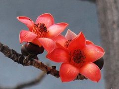 -东部华侨城