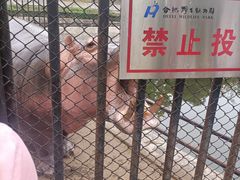 -合肥野生动物园