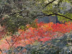 -岳麓山风景名胜区