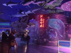 -烟台海昌鲸鲨海洋公园
