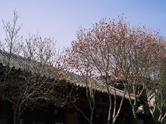 -白云观