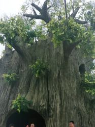 点击看大图 -宝燕乐园(闵行旗舰店)