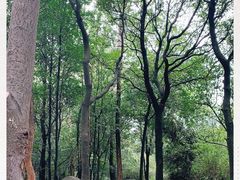 -火炉山森林公园