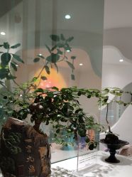 -薇薇安花系SPA