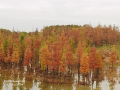-白鹭湾湿地公园