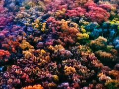 -罗红摄影艺术馆