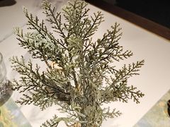 -风渡嘉荷西餐厅 Windy City(西三旗金隅店)