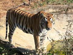 -云南野生动物园