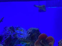 -上海海洋水族馆