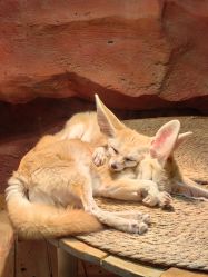 -Zoolung Zoolung动物主题公园(海信广场店)