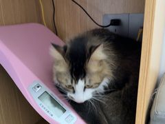 -东莞宠友24H宠物中心医院·转诊夜诊·异宠(新河北路院)