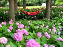 -上海滨江森林公园