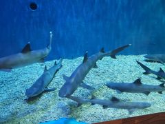 -华夏文旅海洋公园