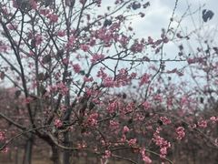 -天适樱花悠乐园