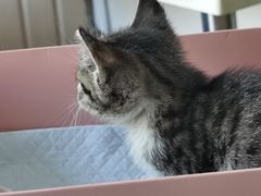 -芭比堂宠物医院·全科爱猫医院·仁德分院