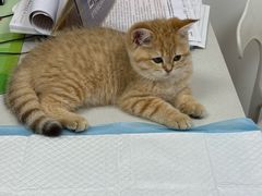 -宠颐生汉谟拉比宠物医院