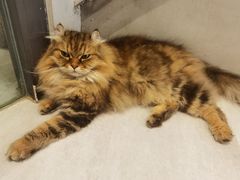 -猫儿山۰猫主题餐厅