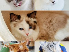 -怪兽屋·羊驼·猫咖·狗咖(俊华广场店)