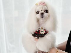 -鑫艺宠物美容培训学校