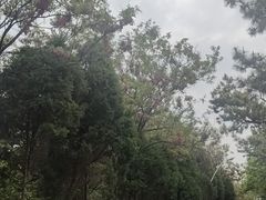 -日照海滨国家森林公园