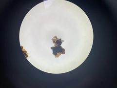 -宠颐生宠物医院·心肾内科·猫专科诊疗中心宠巢店
