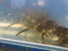 -芽庄老成都川菜馆