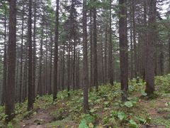 -芦芽山旅游度假区
