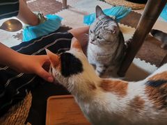 -猫猫幼稚园·撸猫·桌游·电玩