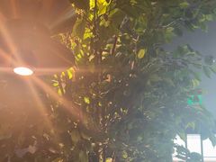 -同仁四季椰子鸡(无锡滨湖万象汇店)