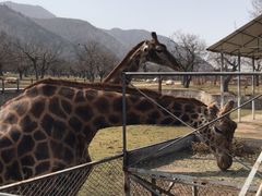 -西安秦岭野生动物园