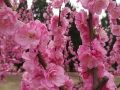 -永定河休闲森林公园