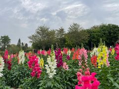 -厦门园林博览苑