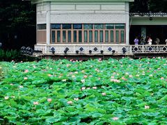-荔湾湖公园