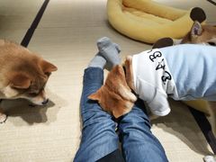 -逗柴咖啡屋·狗咖猫咖宠物桌游