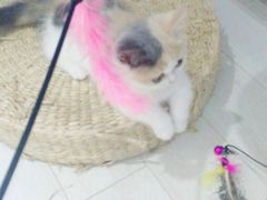 -喵的天空名猫咖啡馆·撸猫·猫舍·用品