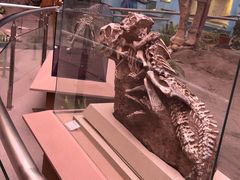 -陕西自然博物馆