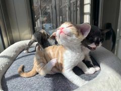 -中农大我爱我爱动物医院·核磁CT·猫病·24小时夜诊中心(石佛营店)