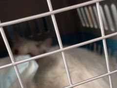 -伟伟宠物医院·瑞派猫友好医院·猫科(光谷店)