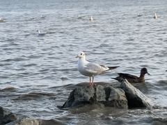 -深圳湾公园(南山区)