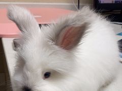 -安安宠医宠物医院·异宠·犬猫内科(岳阳分院)