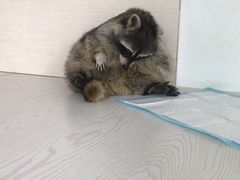 -浣熊柯尔鸭土拨鼠·电玩咖