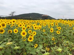 -苏州太湖西山岛开心农场
