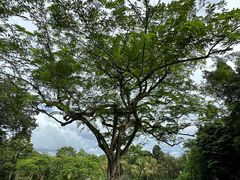 -中国科学院西双版纳热带植物园