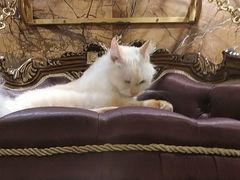 -more than meow吴止猫主题餐厅(承德 中船汇店)